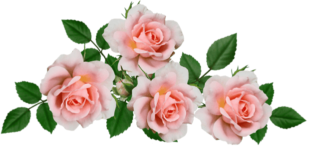Cluster of four soft pink roses with green leaves on a transparent background.